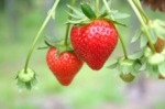 Strawberry_Everbearing_220_2-01